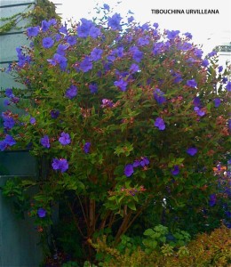 Tibouchina urvilleana